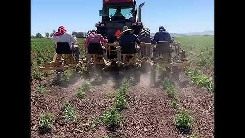 Hemp Hawk Organic Weeding Machine