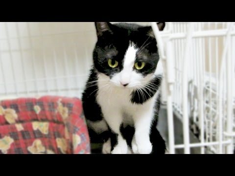 猫カフェ 横浜 白黒猫「ハッチ」お風呂の後の毛繕いはキャットタワーで無いとダメよ! -The tuxedo cat to do the grooming with a cat tower.-