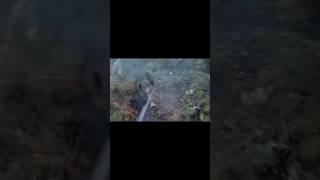 "Нападение дикого кабана попало на камеру | Смертельная атака"#boarhunting