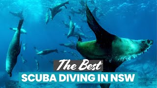 The Best Scuba Diving in NSW: Montague Island, Julian Rocks & More