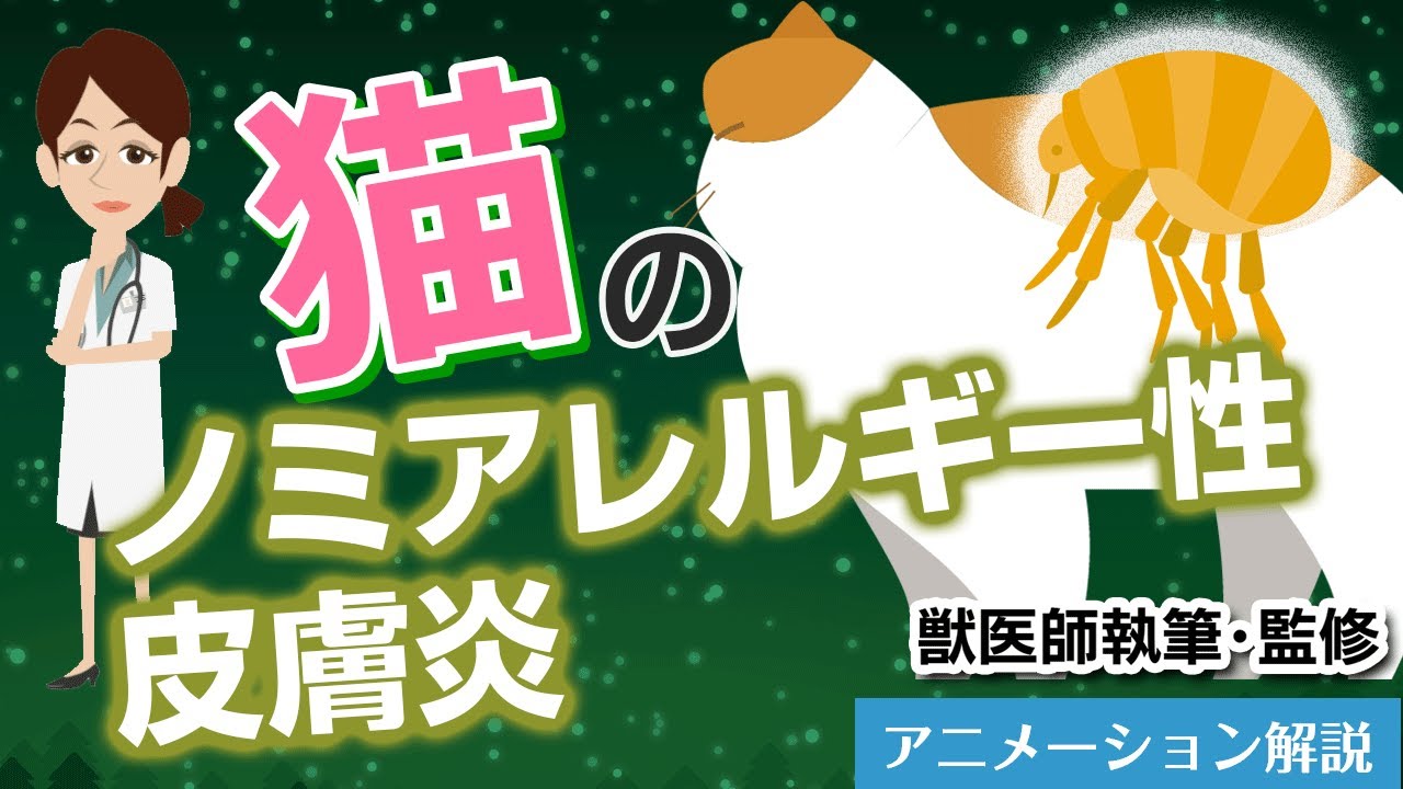 猫のノミアレルギー性皮膚炎について【獣医師執筆監修】症状から治療方法まで - YouTube