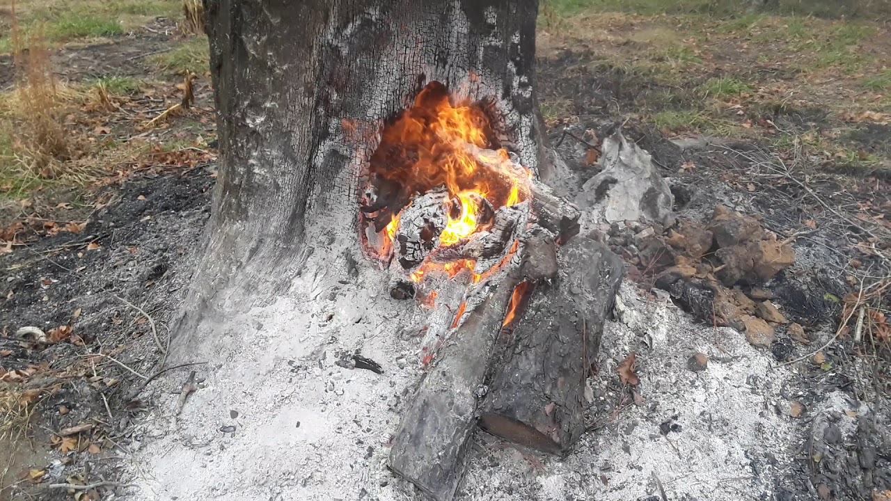 Tree Burn "Success"! (Part 2) YouTube