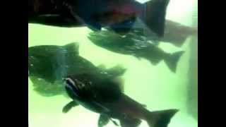 Salmon Run.AVI
