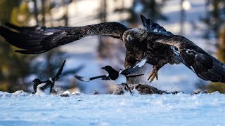Golden eagle, slow motion 120 fps. Stock footage