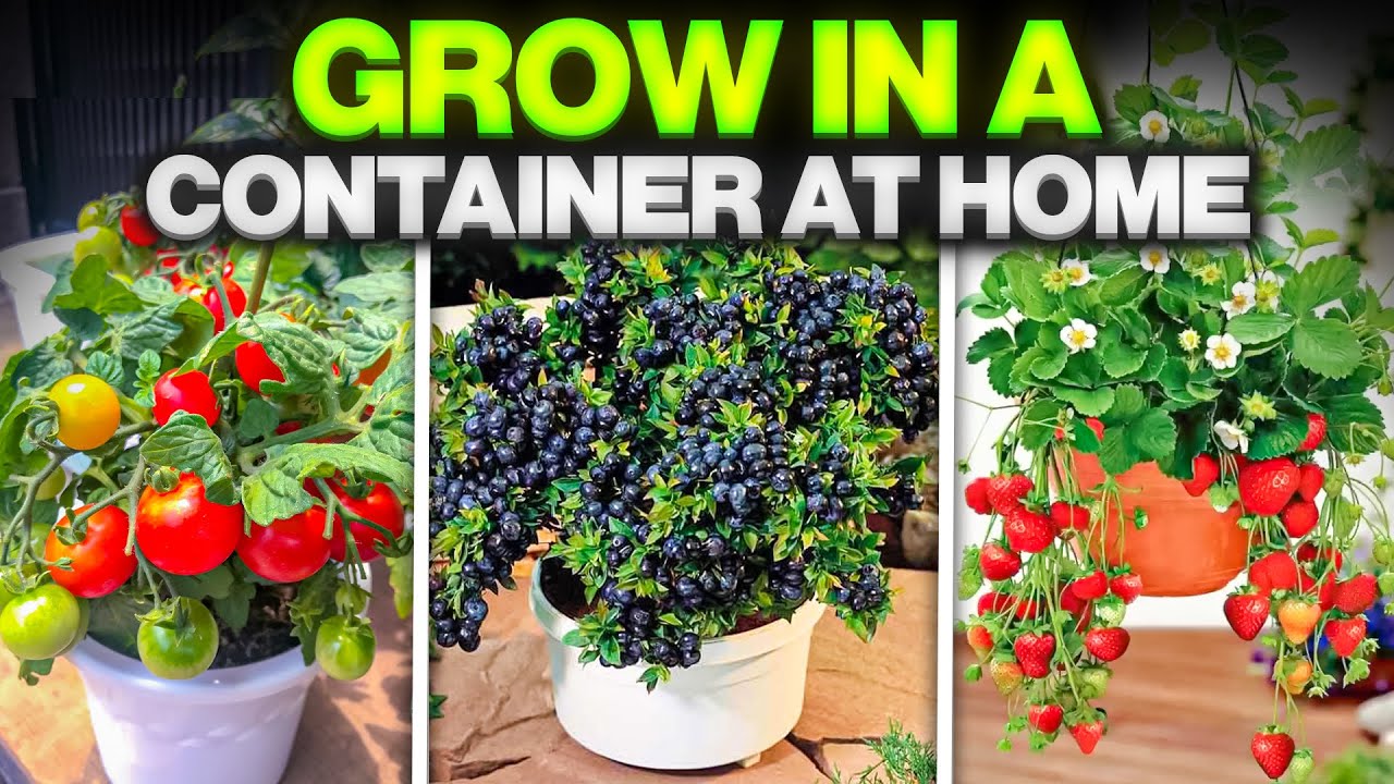 10 Best Container Garden Plants || Best Vegetables, fruits and herbs to grow in a container at home