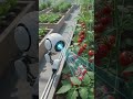 ai content vegetable garden Kiya ha please sport karo ♥️🌹🌹♥️ #viraltoday   #viralvideos