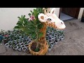 Como fazer vaso de isopor e cimento ( vaso de girafa)