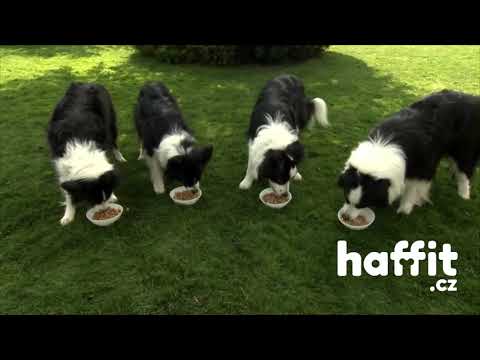 Video: Domácí krmivo pro psy s kuřecím masem