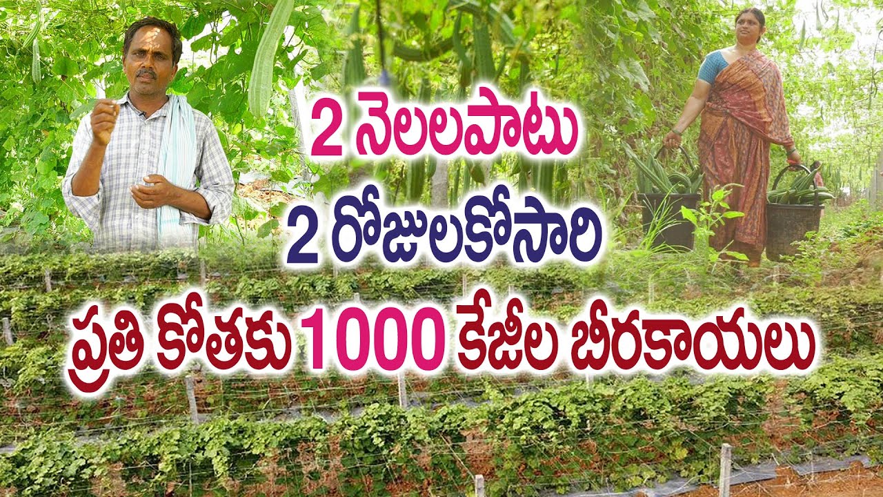 5 ఎకరాల్లో బీర విపరీతంగా కాసింది || Ridge Gourd Cultivation || Ch Ramarao