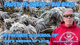 ODG’s GoL Frosty Flowers = Big Buds “My Favourite Old School Tip”