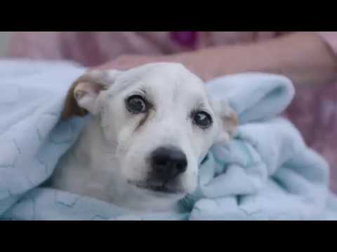 Video: Watter Optrede Van Die Eienaar Beledig Die Hond