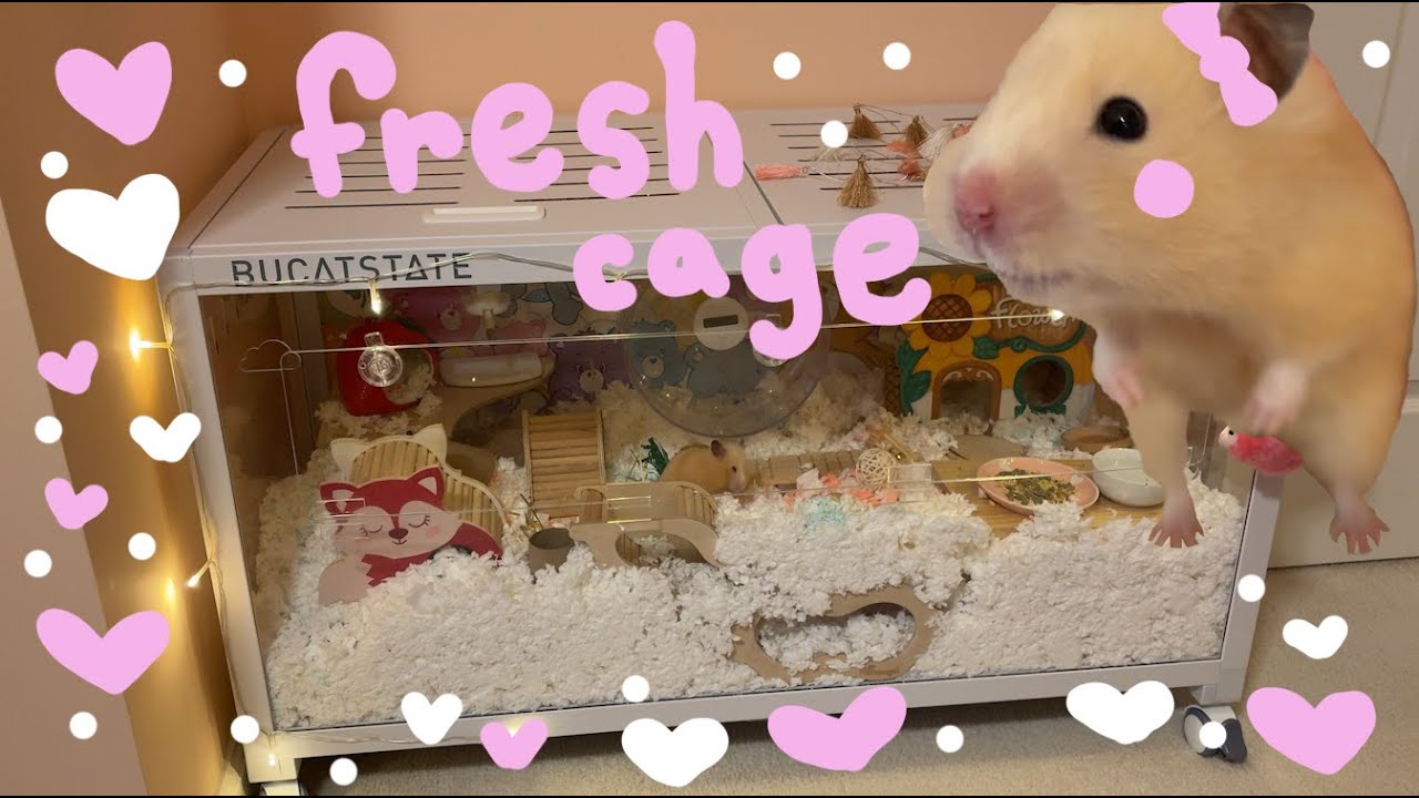 Hamster's Fresh Cage / Clean My Bucatstate Cage With Me