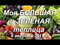 Моя БОЛЬШАЯ и ЗЕЛЁНАЯ теплица 6 августа 2017