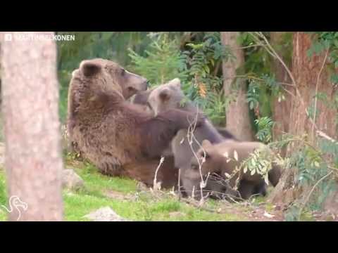 Mother Bear Knows Just How To Get Her Kids Down From This Tree