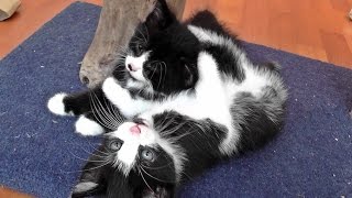 Nornie & Her Kittens  Vlog #18 Random Acts Of Cuteness