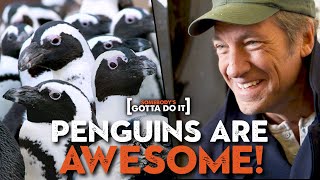 Mike Rowe, Penguins, and the ZooHating Zookeeper | Somebody's Gotta Do It