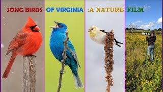 SONG BIRDS OF VIRGINIA  A WILDLIFE FILM