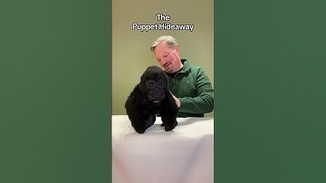 Puppet of the Day - Gorilla by Folkmanis Puppets - The Puppet Hideaway with Eric Thomsen