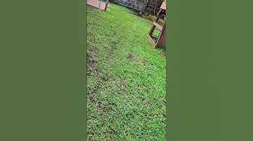 Cutting grass everyday with Arrma Notorious