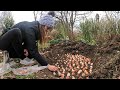 How to Plant Daffodil and Tulip Bulbs for Cut Flowers ?? // Northlawn Flower Farm