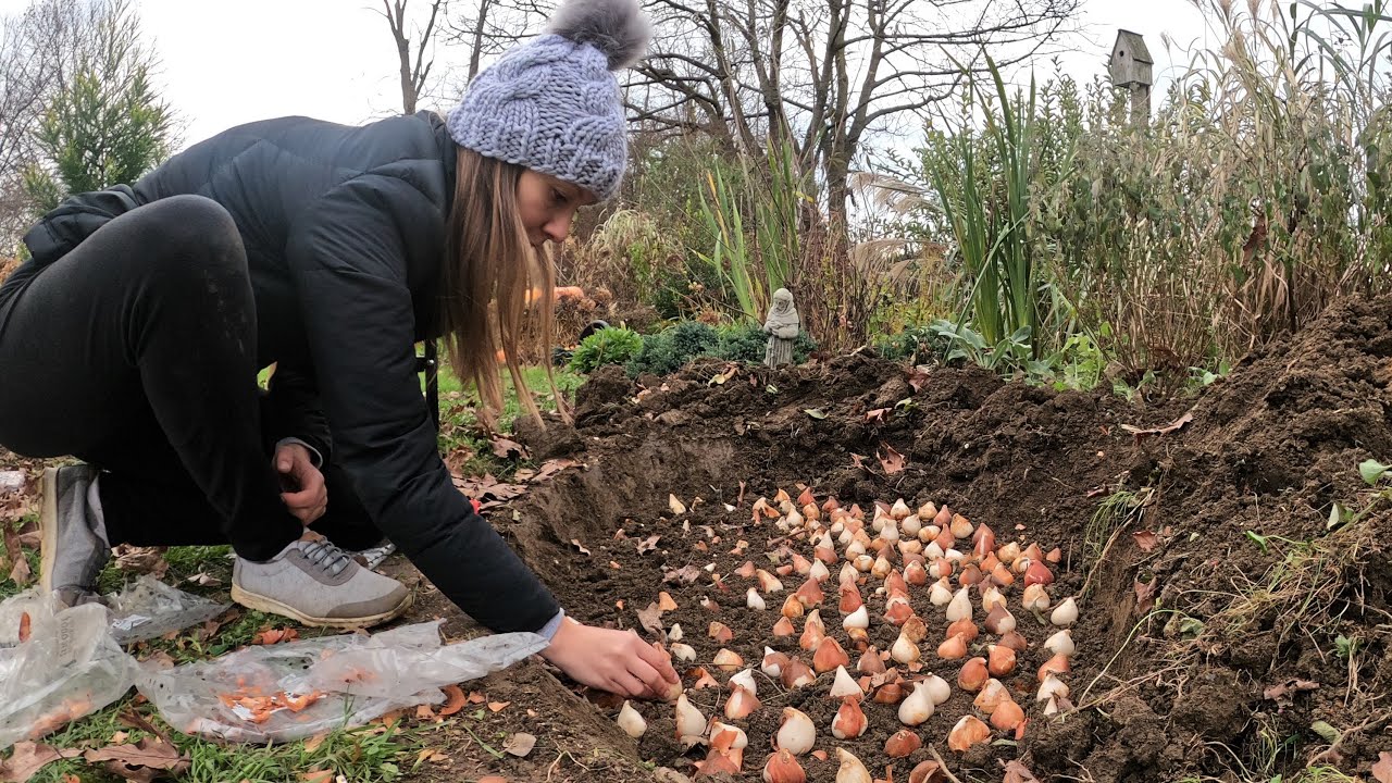 How to Plant Daffodil and Tulip Bulbs for Cut Flowers 🌷 // Northlawn Flower Farm