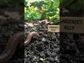 The Earthworm (no eyes, ears or nose)🪱|The Secret Underground World! #earthworms #soil  #gardening