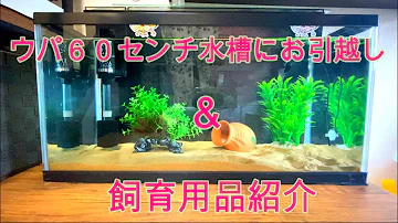 ウーパールーパ 水槽の大きさ