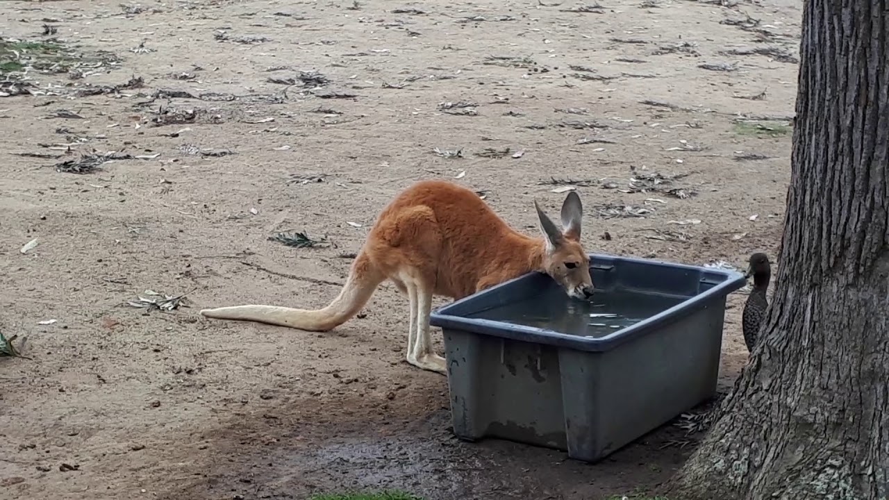 ブリスベンでカンガルーを見るならどこに行けば良い カルメンの国際結婚雑記ブログ