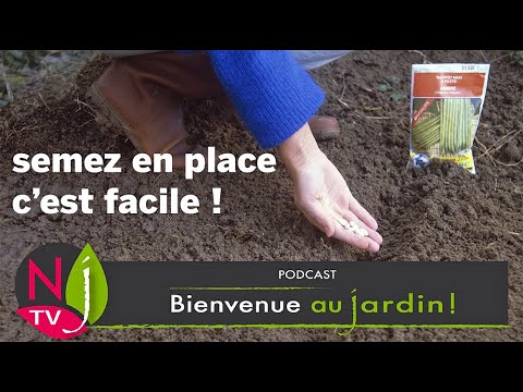 Vidéo: Raisons pour les haricots avec des fleurs mais pas de gousses