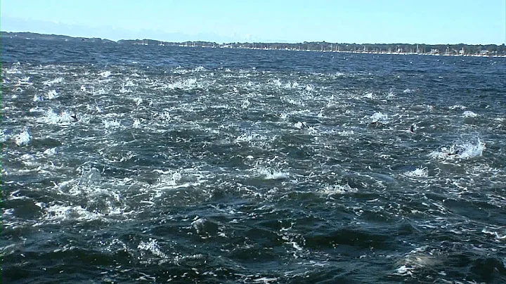 Insane Bluefish Blitz - Feeding Frenzy on Bunker