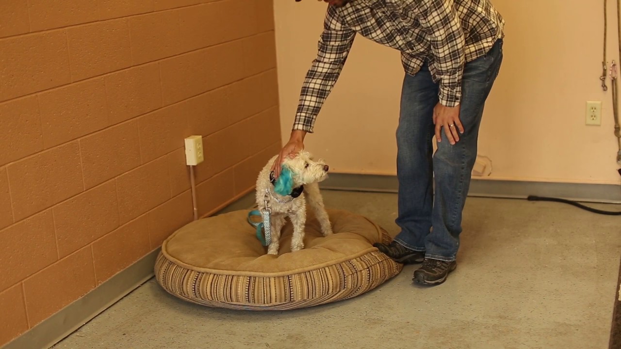 TYD60 Moment Dealing With Dog Anxiety Utah Dog Trainers YouTube