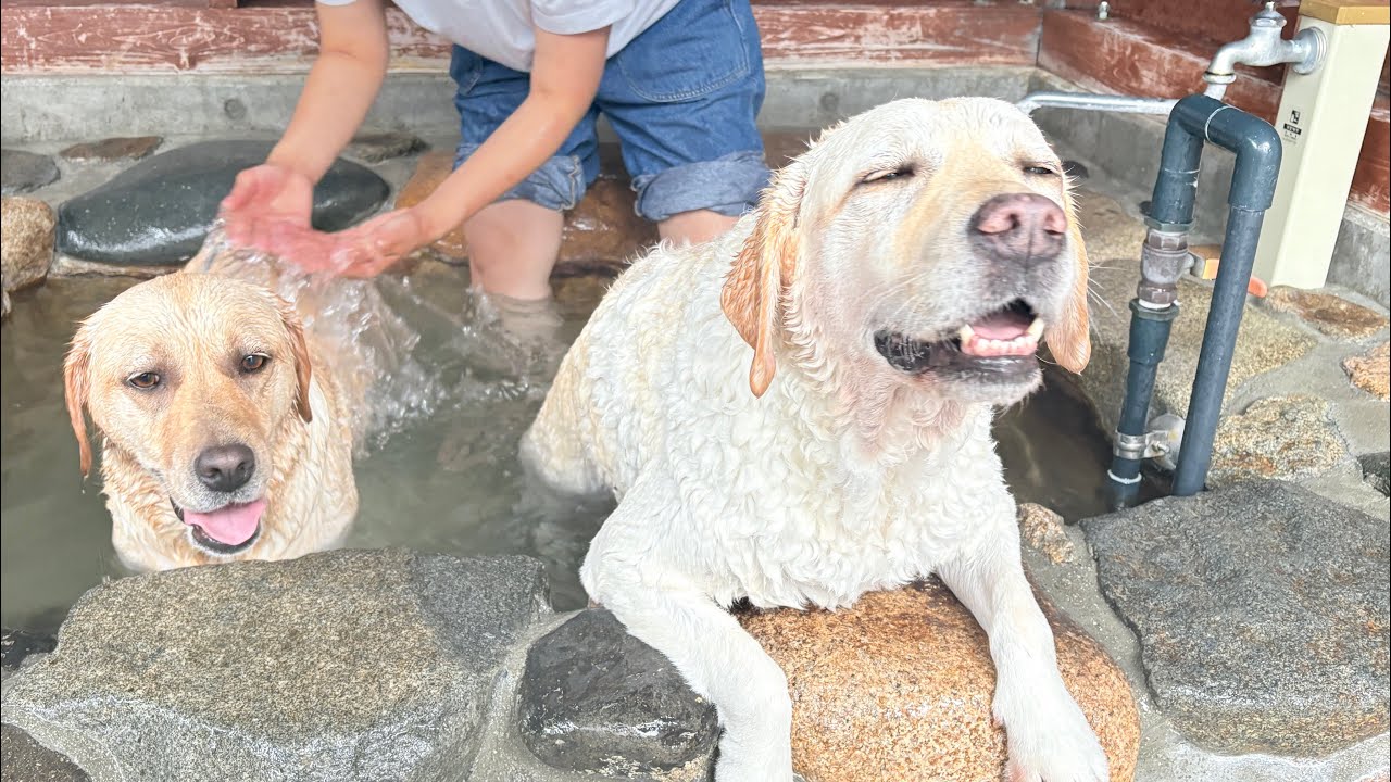 岡山県2泊3日の車中泊の旅。ラブラドールきなこ８歳10か月サブレ４歳2か月