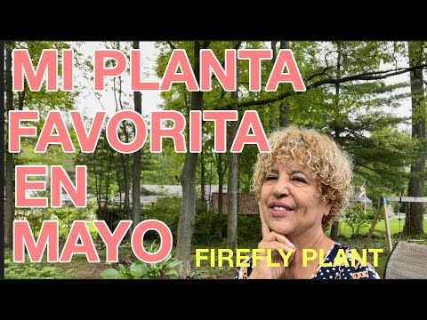 Video: Farfugium Leopard Plant Info: Cómo cuidar las plantas de leopardo en el jardín