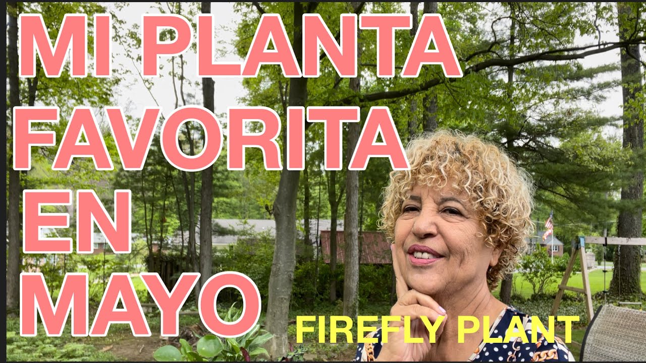 Plantas  Leopardo /Farfugium japonico /firefly plant