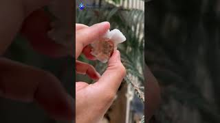 Topaz With Albite 75G Skardu, Pakistan 100% Natural