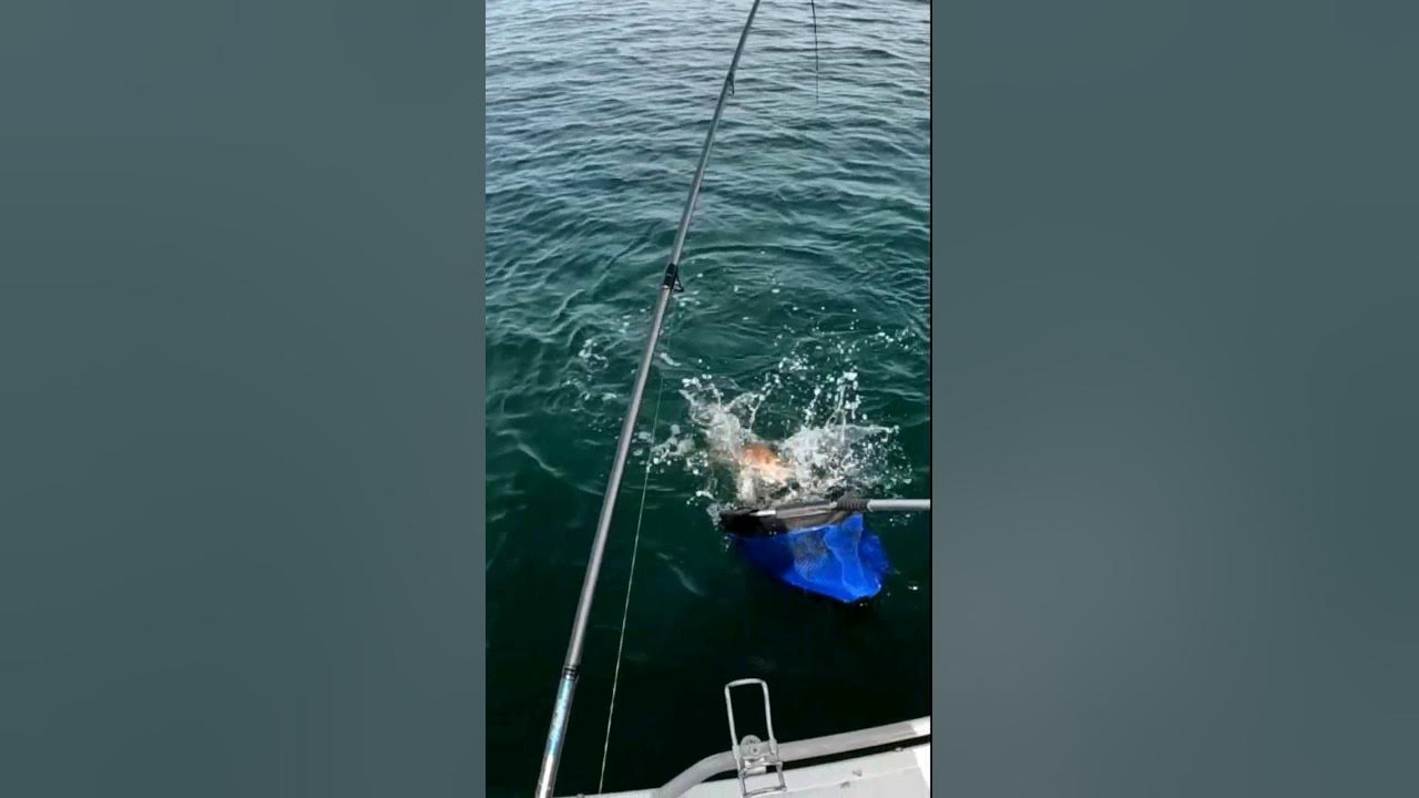 Snapper on Soft Plastics awesome bycatch whilst targeting King Whiting YouTube