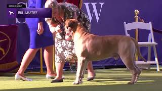 Bullmastiffs | Breed Judging 2024