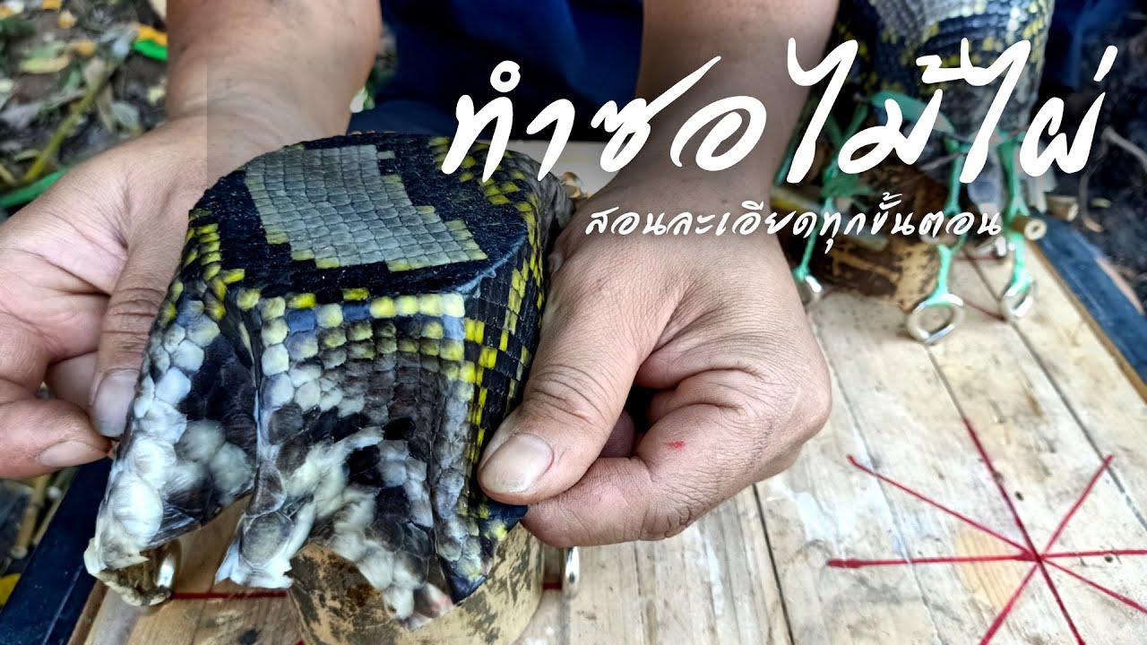 วิธีทำซอจากไม้ไผ่ทุกขั้นตอน ขึ้นหน้าซอด้วยกาวลาเท็กซ์ หนังตึง เสียงกังวาน | Bamboo Fiddle