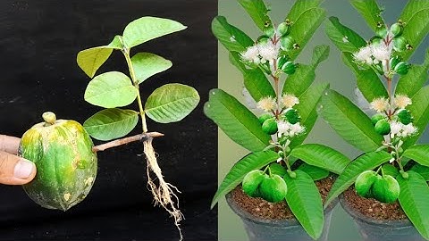 3-Step Guava Propagation Technique Using Papaya, Stimulating Large Trees And Quick Fruit Propagation