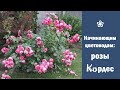 ❀ Начинающим цветоводам: розы Koрдес