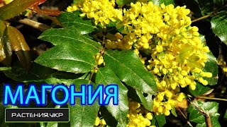 Магония падуболистная / Магнолия посадка и уход / цветущие кустарники(Магония падуболистная (лат. Mahōnia aquifōlium) — вечнозелёные кустарники, вид рода Магония (Mahonia) семейства Барбар..., 2016-04-29T21:30:01.000Z)