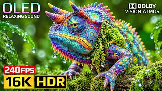 Extreme Color Depth 16K HDR 120FPS | Nature OLED Display Test (4K Video • 8K Ultra HD TV) screenshot 4