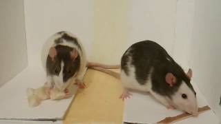 Rats: peanut butter vs banana [ food vs food] rat favorites