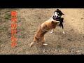 柴犬の喧嘩