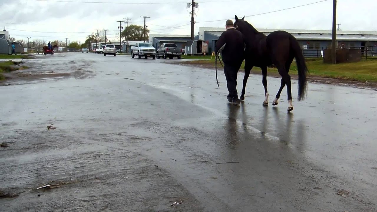 Wiley Vet video YouTube