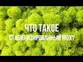 Что такое стабилизированный мох? Где купить мох в Украине?