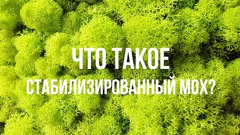 Что такое стабилизированный мох? Где купить мох в Украине?