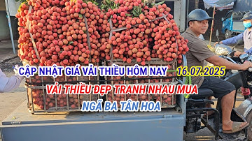 CẬP NHẬT GIÁ VẢI CUỐI VỤ HÔM NAY 16.07 VẢI THIỀU ĐẸP TRANH NHAU TỪNG SỌT