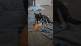 @KleeKya Klee Kai puppy finding voice for first time
