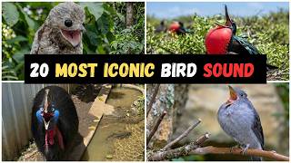 20 Most Iconic Bird Sounds Ever Recorded 😨